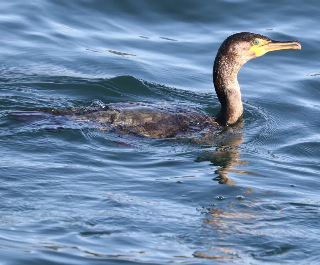 File:Phalacrocorax capillatus swimming.jpg