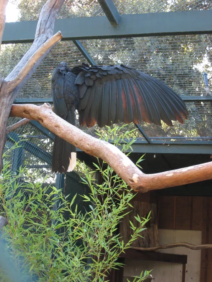 File:Ceratogymna atrata JOT.jpg