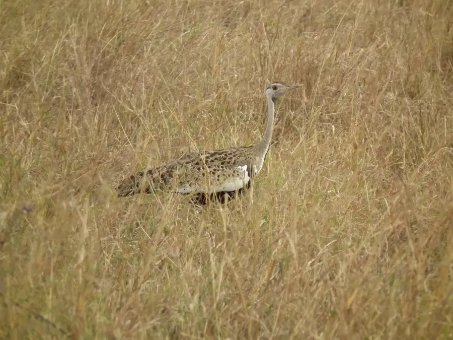 File:Black-bellied Bustard Lissotis melanogaster in Tanzania 3233 Nevit.jpg