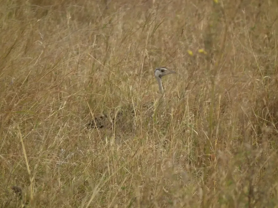 File:Black-bellied Bustard Lissotis melanogaster in Tanzania 3236 Nevit.jpg