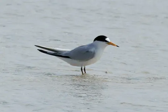 File:Saunders's Tern (Sternula saundersi), Jeddah, Saudi Arabia (crop) (cropped).jpg