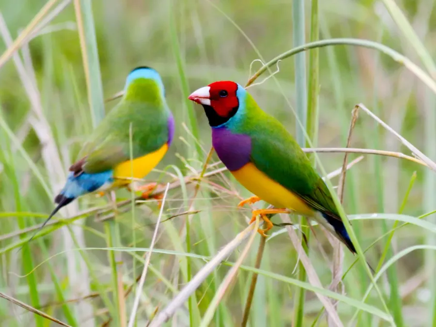 File:Chloebia gouldiae, Elsey, Northern Territory, Australia 1.jpg