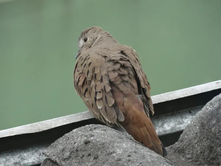 File:Columbina talpacoti on a windy day.jpg