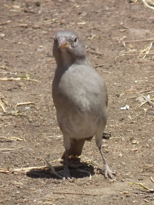 File:Passer suahelicus Tanzania 2948 Nevit.jpg