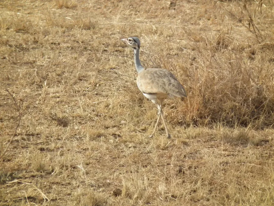 File:White-bellied Bustard Eupodotis senegalensis in Tanzania 3258 Nevit.jpg