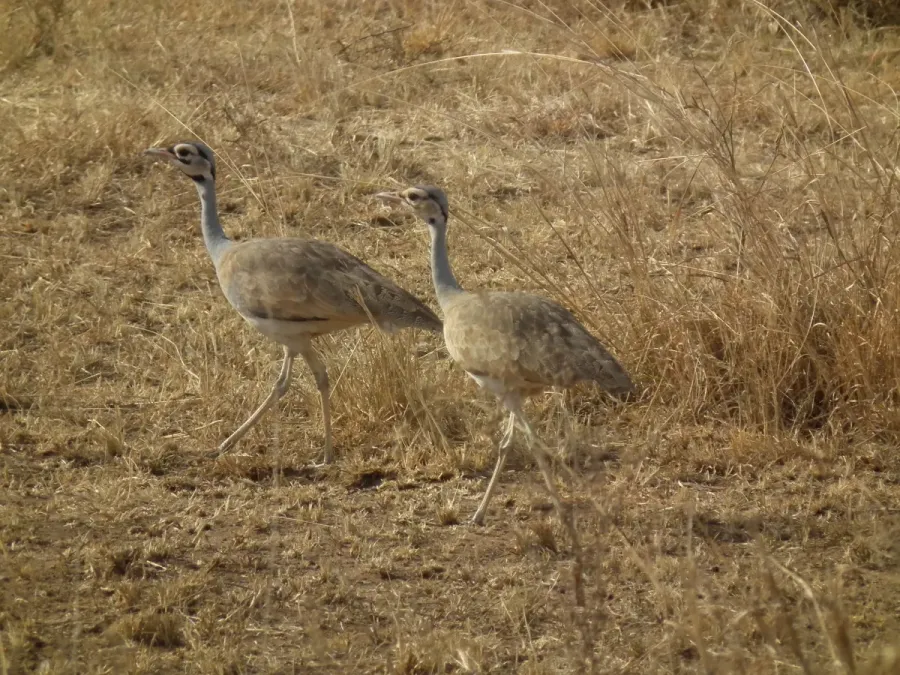 File:White-bellied Bustard Eupodotis senegalensis in Tanzania 3259 Nevit.jpg