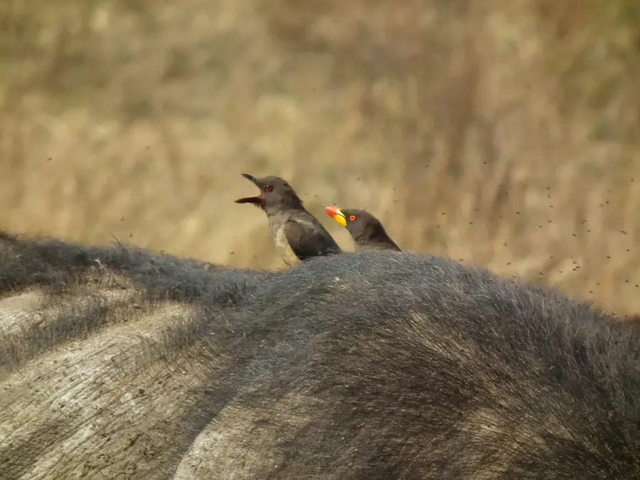 File:Yellow-billed Oxpecker Buphagus africanus in Tanzania 3602 Nevit.jpg