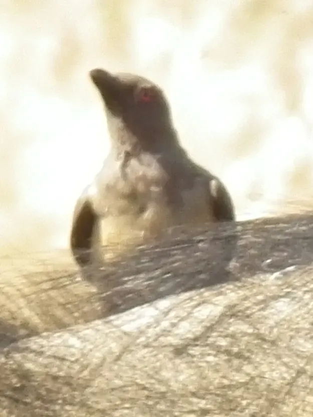 File:Yellow-billed Oxpecker Buphagus africanus in Tanzania 3609 cropped Nevit.jpg