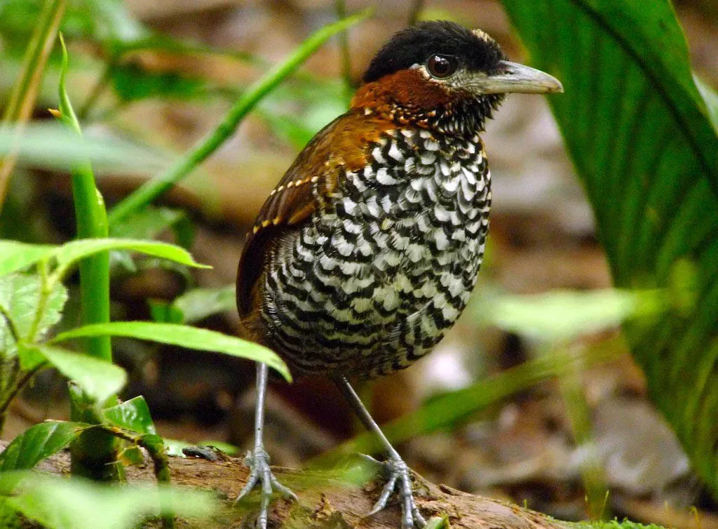 File:Pittasoma michleri -Panama-8 altered.jpg