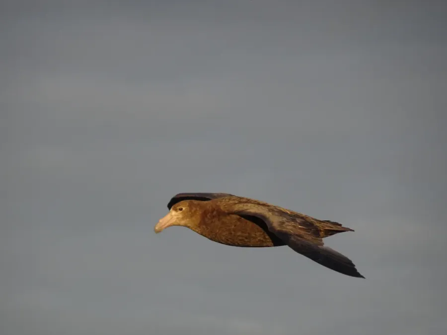 File:Riesensturmvogel (Macronectes giganteus).jpg