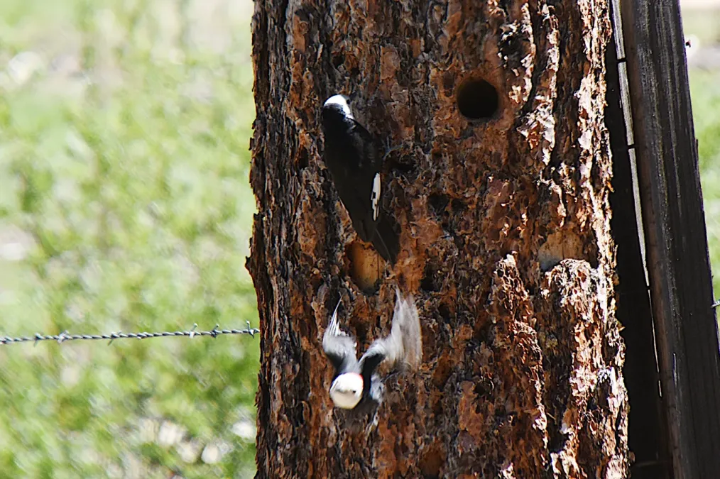 File:White-headed Woodpecker (Dryobates albolarvatus) 2021-06-07 (13) (51240407082).jpg