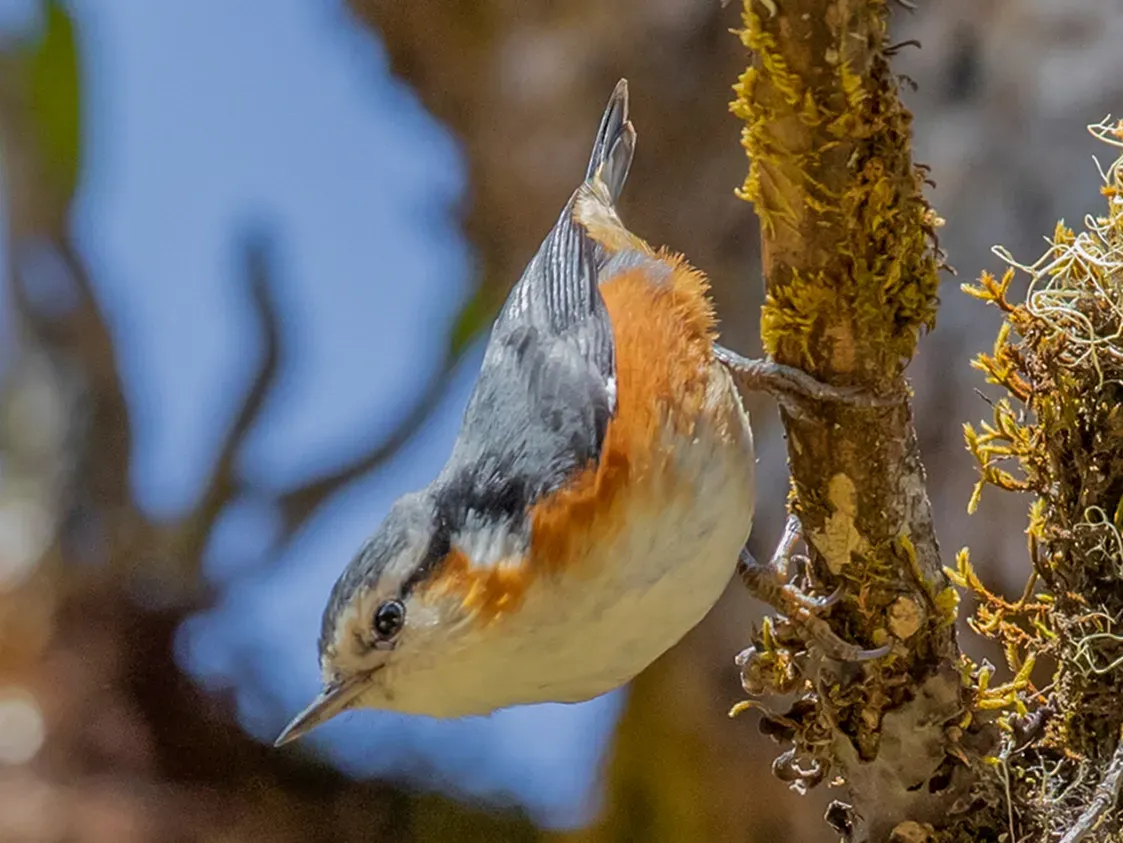 File:2M3A6919 - White-browed Nuthatch - Sitta victoriae (cropped).jpg