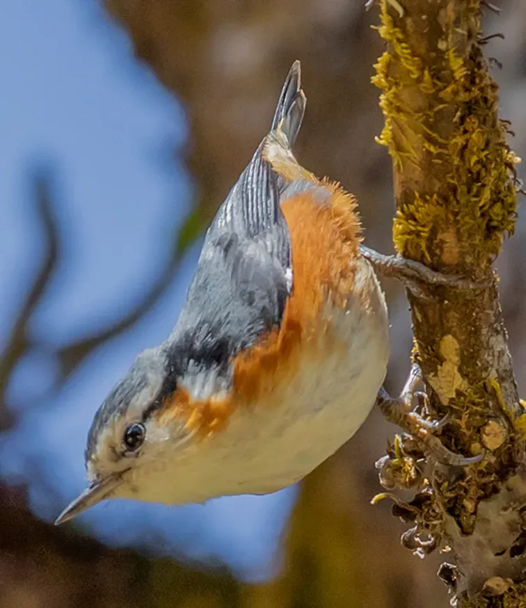 File:2M3A6919 - White-browed Nuthatch - Sitta victoriae (cropped2).jpg