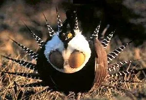 File:Centrocercus minimus USFWS.jpg
