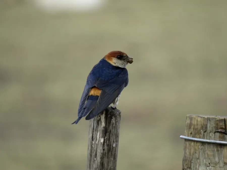 File:Cecropis cucullata Flipphi 2.jpg