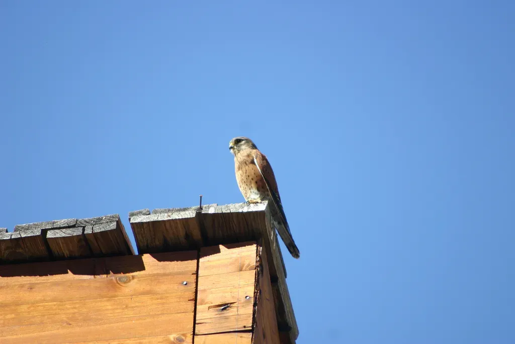 File:Falco newtoni.jpg