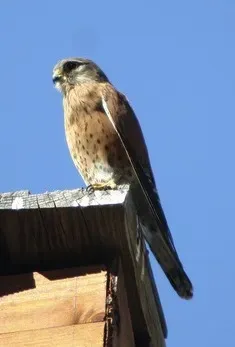 File:Falco newtoni cropped.jpg