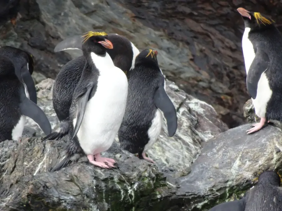 File:Goldschopfpinguin (Eudyptes chrysolophus).jpg