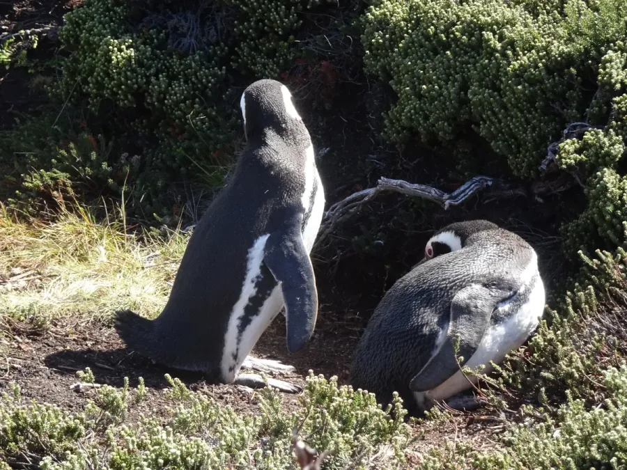 File:Magellanpinguine (Spheniscus magellanicus).jpg
