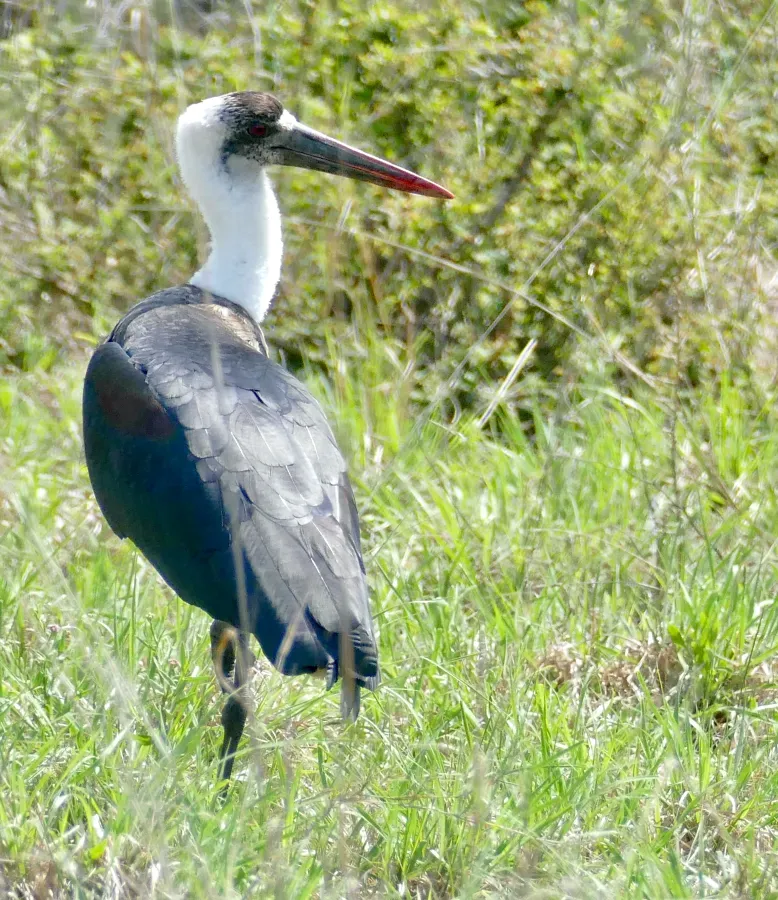 File:African Woolly-necked Stork (Ciconia microscelis), Kruger NP (51790001650).jpg