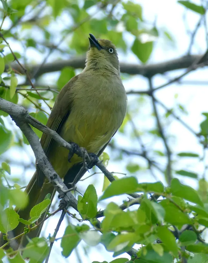 File:Sombre Greenbul (Andropadus importunus) calling ... (51786053347).jpg