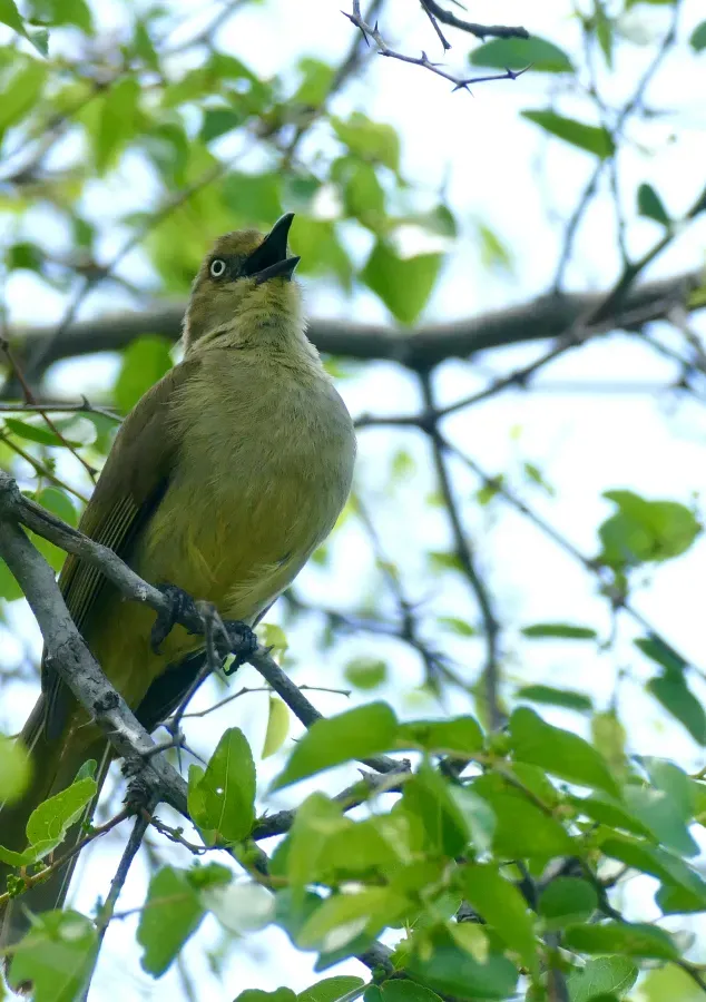File:Sombre Greenbul (Andropadus importunus) calling ... (51668971512).jpg