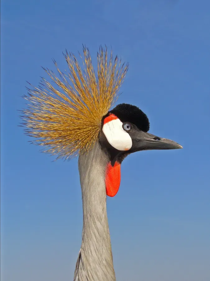 File:Balearica regulorum 001.jpg