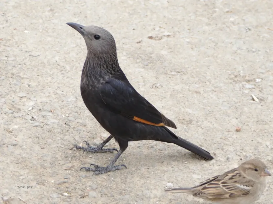 File:Onychognathus tristramii - female.JPG