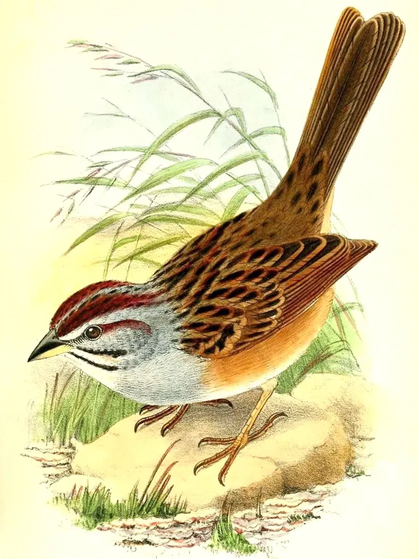 File:Rhynchospiza strigiceps 2.jpg