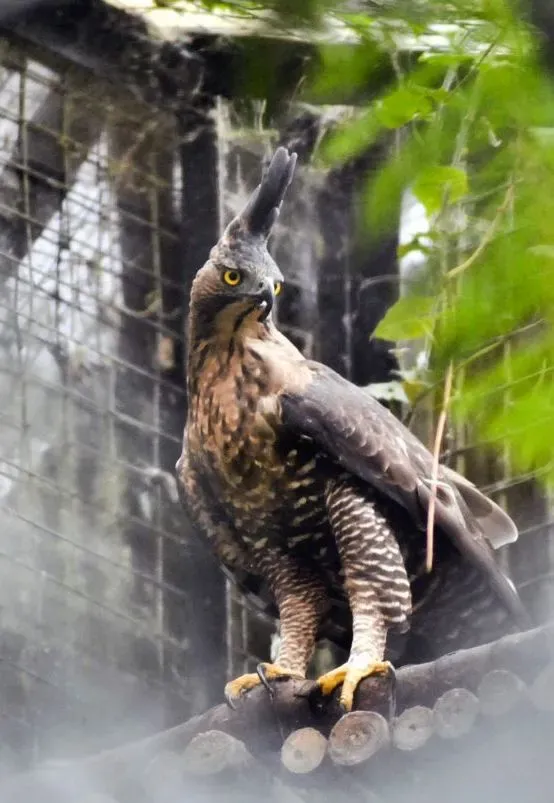 File:Javan hawk-eagle (Nisaetus bartelsi).jpg