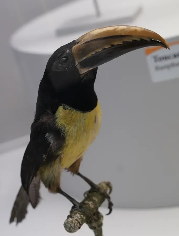 File:Pteroglossus viridis musée st lou 1304532.jpg