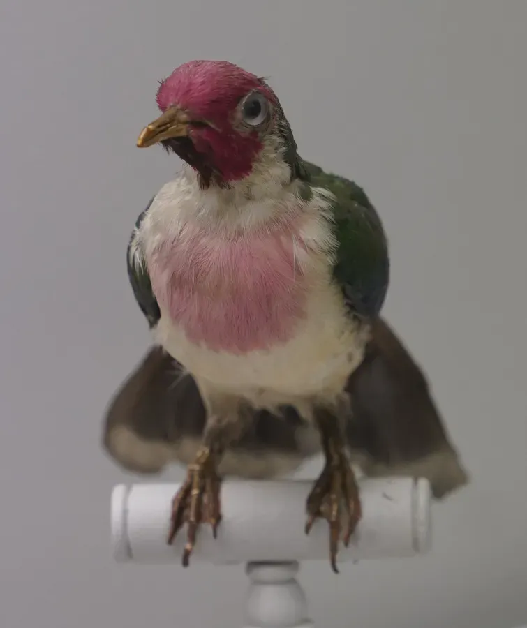 File:Ptilinopus jambu 1304540.jpg