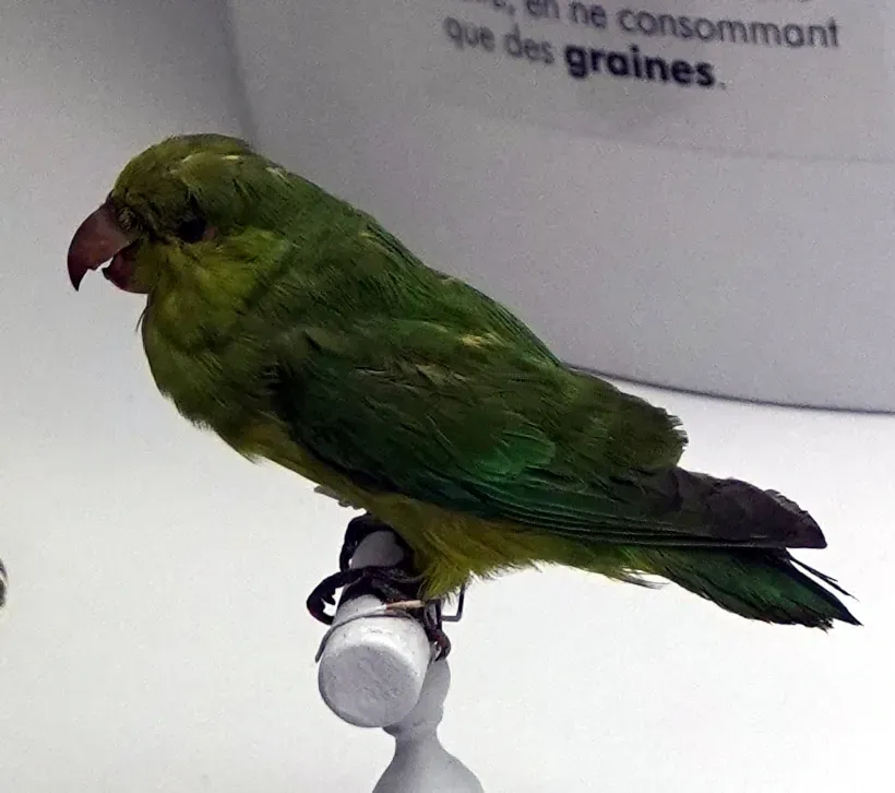 File:Forpus passerinus 1304537.jpg