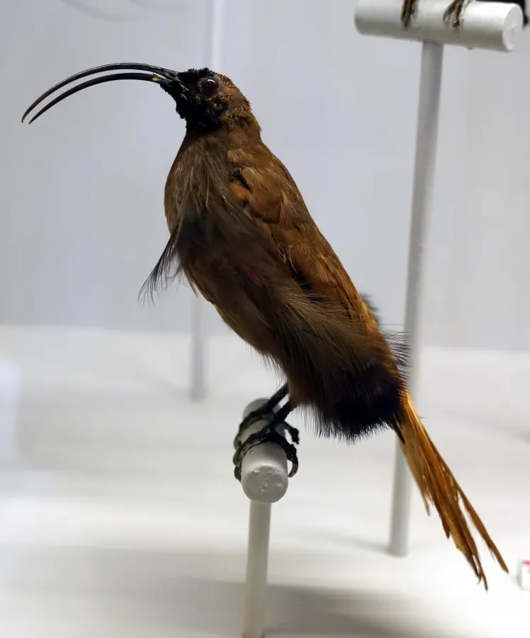 File:Epimachus meyeri musée st lou 1304498.jpg