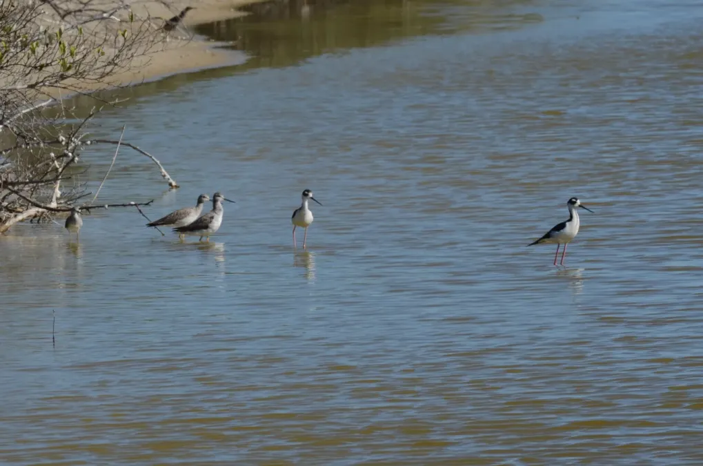 File:Black-necked Stilt (Himantopus mexicanus) Yucatan Dic 2021 - 02.jpg