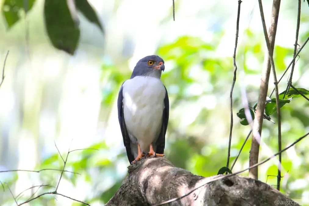 File:Leucopternis semiplumbeus 111900925.jpg