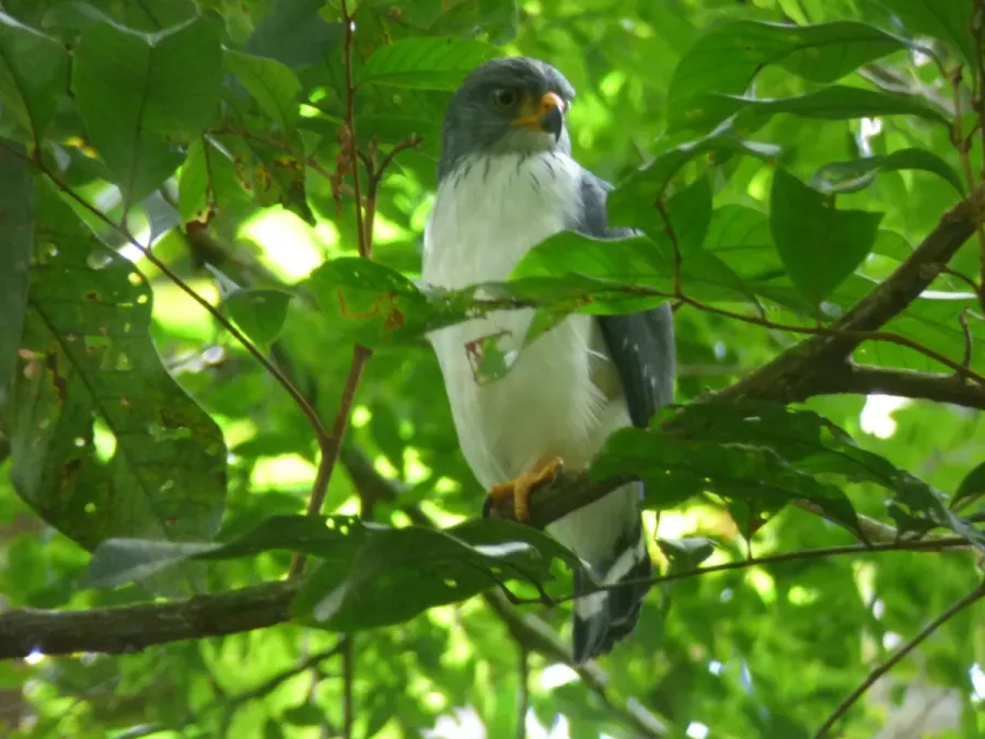 File:Leucopternis semiplumbeus 19923485.jpg
