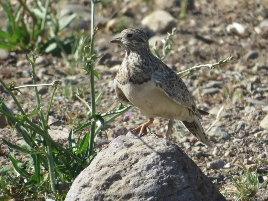 File:Thinocorus rumicivorus 29836816.jpg