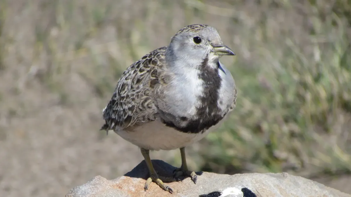 File:Thinocorus rumicivorus 60778827.jpg