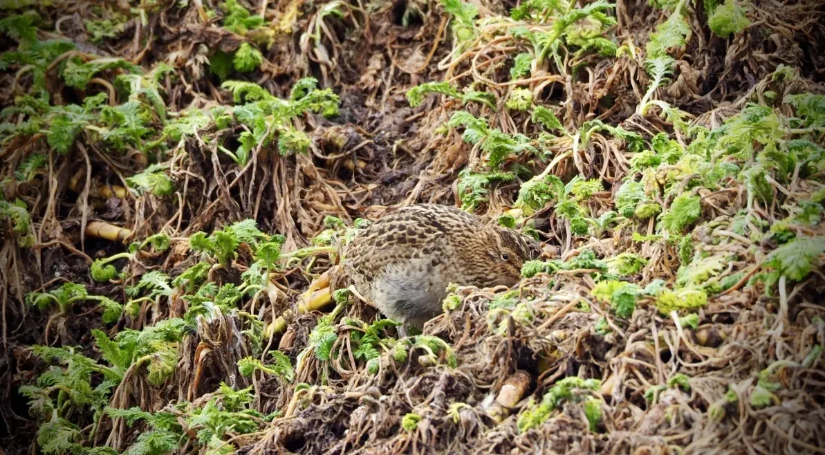 File:Coenocorypha aucklandica perseverance 28419158.jpg