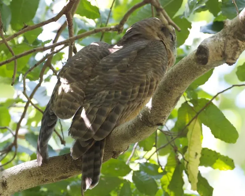 File:Ninox rufa 2.jpg