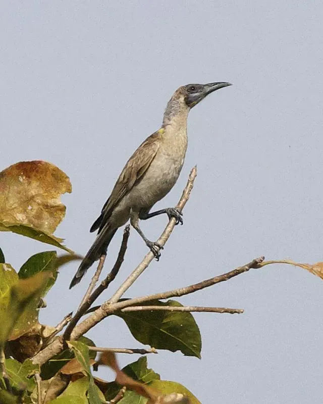 File:Philemon citreogularis sordidus 1.jpg