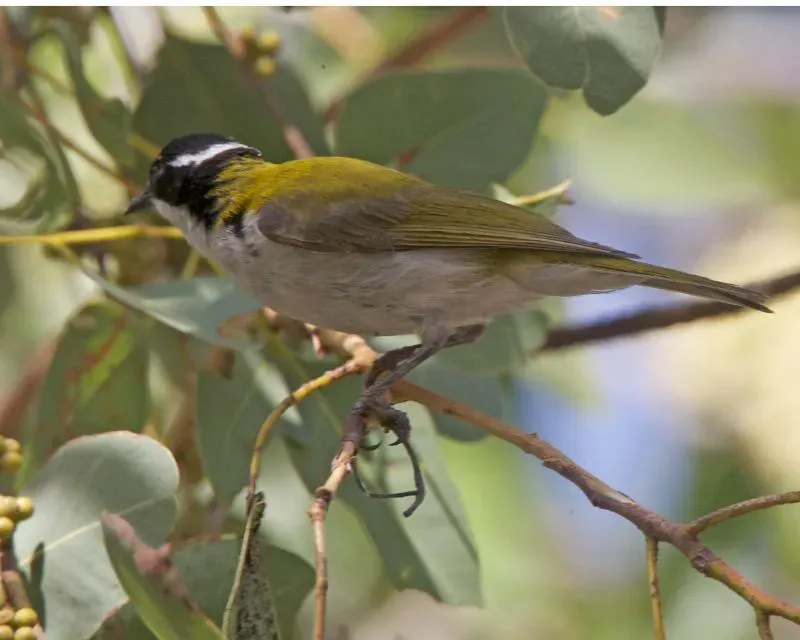 File:Melithreptus albogularis 2.jpg