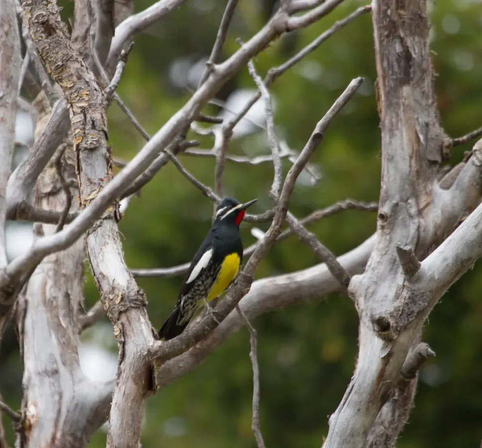 File:Williamson's sapsucker - Sphyrapicus thyroideus (77ae1c17-f81f-4c48-9e58-32b3c442c1b0).jpg