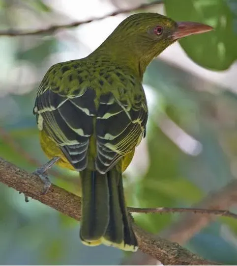 File:Oriolus flavocinctus 3.jpg