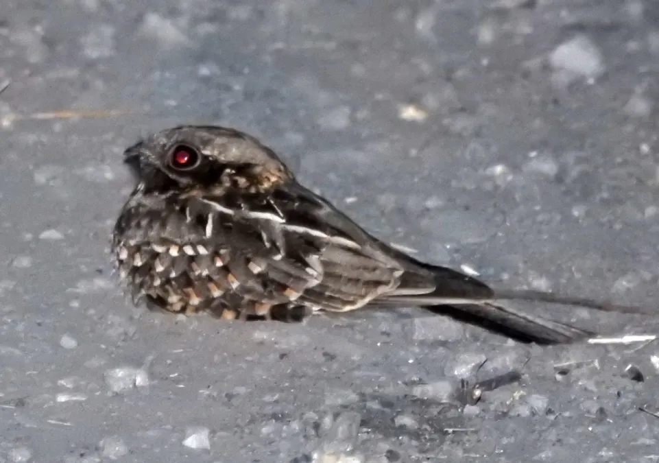 File:Indian Nightjar Caprimulgus asiaticus by Raju Kasambe DSCN2887 (1) 02.jpg