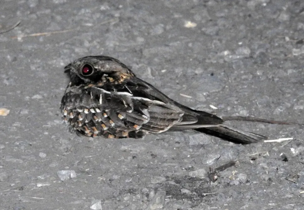 File:Indian Nightjar Caprimulgus asiaticus by Raju Kasambe DSCN2887 (1) 01.jpg