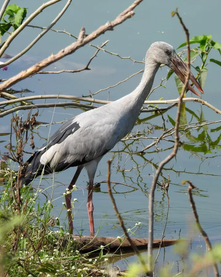 File:Asian Openbill Anastomus oscitans by Raju Kasambe DSCN3227 (1) 01.jpg