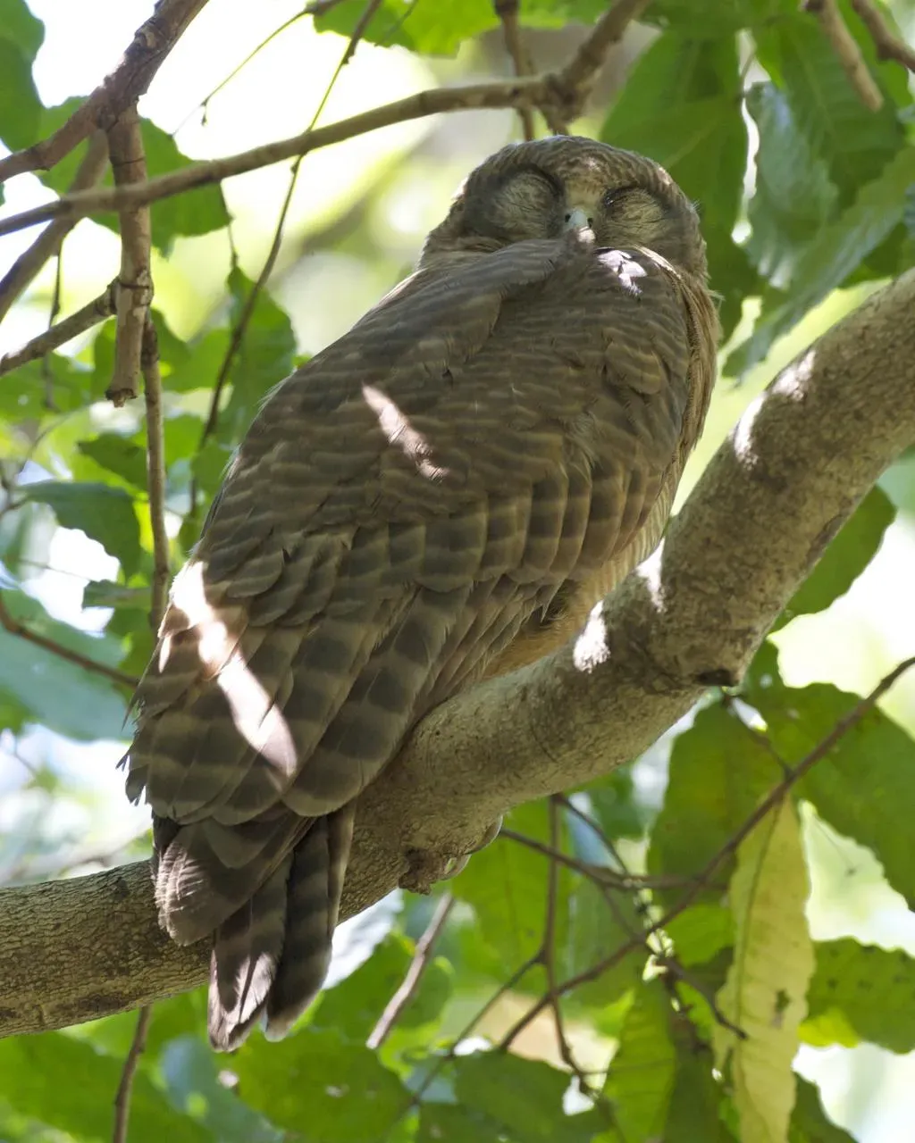 File:Ninox rufa 4.jpg