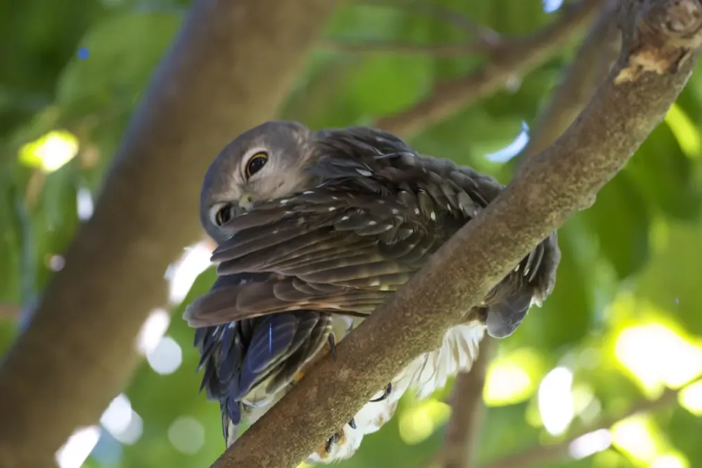 File:Ninox connivens peninsularis 1.jpg